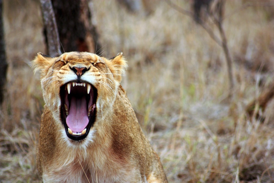 leo-animal-savannah-lioness-55814